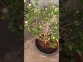 Beautiful Mogra Flower Plants Video Beautiful Mogra Jasmine Plant Best Flowers Music