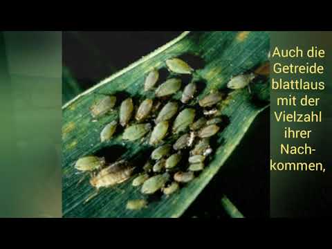 Ährenbehandlung im Winterweizen 08.06.2020