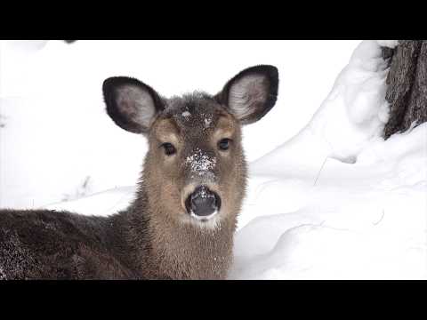 나를 보고 신나하는 사슴 친구