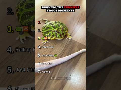 Classement des moments les plus drôles des grenouilles partie 2