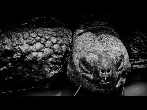 Tom Hutt - Tortuga (Original Mix)