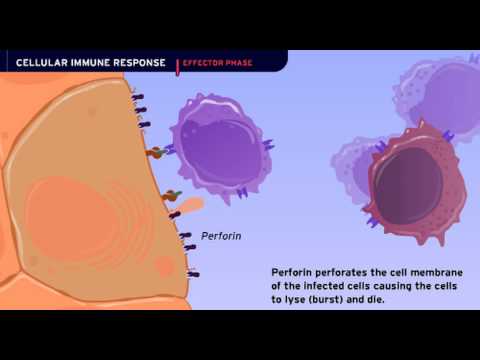 The Cellular Immune Response
