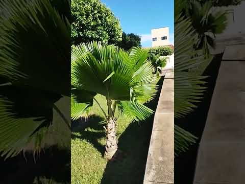 dica da praça de Igaporã Bahia #plantas #igaporã #dicas
