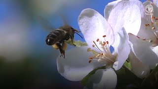 Why bees matter? Protecting our pollinators is vital for our future of 