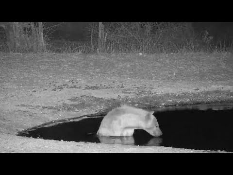 Djuma: Lone Hyena has a quick sip and dip in new pan - 21:14 - 10/27/19