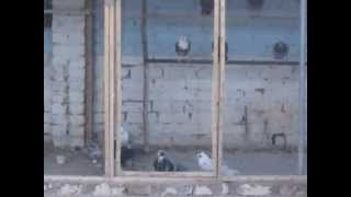 preview picture of video 'Pigeon faizkakar 03009387411,03138456985'