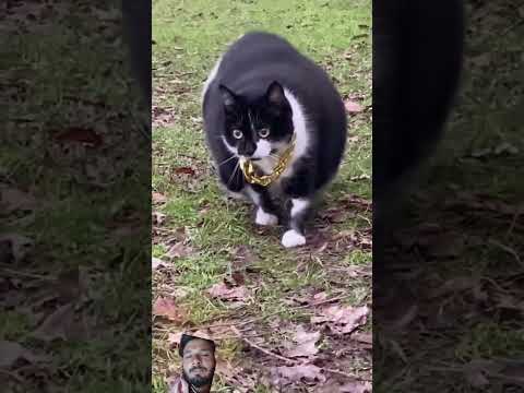 cat billi moti #raviparmar #gatosengraçados #animals