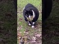 Cat Billi Moti Raviparmar Gatosengraçados Animals