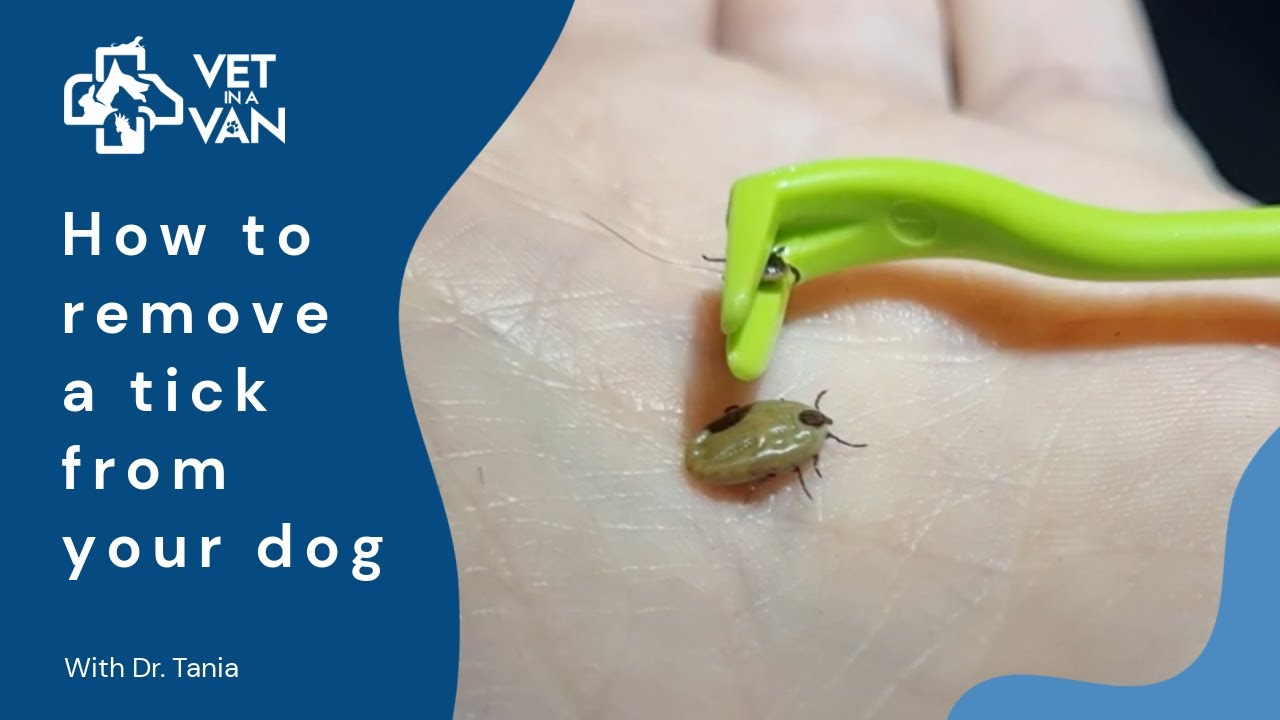 YouTube video preview