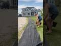 Hydrangea Tunnel Planting #mowing  #landscape #landscaping #planting #arborist #contractor
