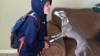 Italian Greyhound loves his boy