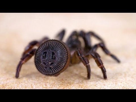 download lagu mp3 mp4 Wrap Around Spider, download lagu Wrap Around Spider gratis, unduh video klip Wrap Around Spider