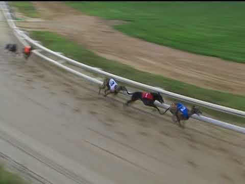 2017 WILLIAM HILL STAYERS B - T2 ACOMB RUBY