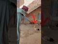 Slingshot Practice Catapult Shortvideo Youtubeshorts