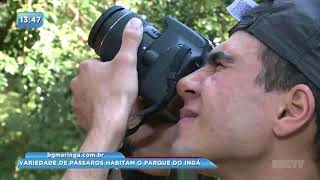 Variedades de pássaros habitam o Parque do Ingá Variedades de pássaros habitam o Parque do Ingá