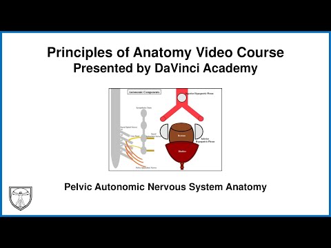 Pelvic Autonomic Nervous System Anatomy [Pelvis Anatomy 3 of 11]