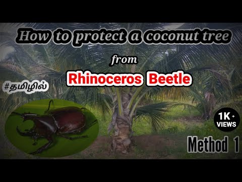 Coconut tree || How to protect a coconut tree from Rhinoceros beetle || Method 1