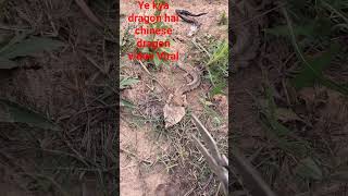 Download lagu Ye kya Chinese dragon hai 😲😰😨#Viral #reels #shorts #film #china #video #Dragon #reel # mp3