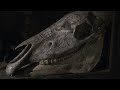 Kunstkamera Trailer 26th Ji Hlava IDFF