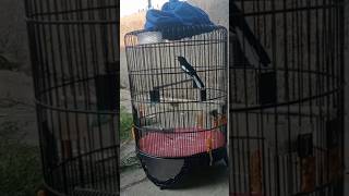 Download lagu Kacer isian Tengkek buto mp3