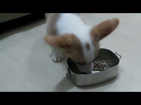 Kurama d' Corgi call time P09