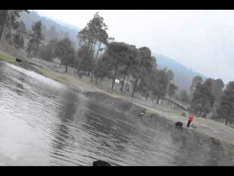 Terrier ruso y rottweiler nadando