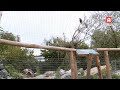 Nieuw onderkomen stellers zeearenden in Avifauna