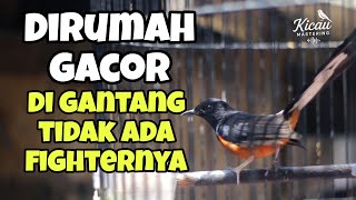 Download lagu Penyebab murai batu saat dirumah gacor bongkar materi tapi pas di gantang Diam tidak narung mp3