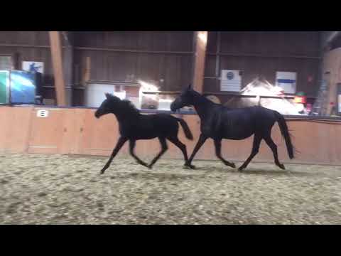 Stf von Fürst Samarant x Natiello