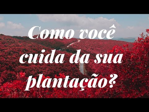Desafio diário 7/365 - Como você cuida da sua plantação?