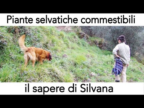 In una codificazione di aquila da risposte di alcool Il programma per cura di alcolismo per scaricare