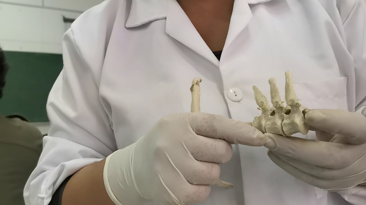 Vértebras torácicas y costillas - Anatomía Veterinaria