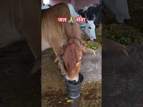 gau seva 🙏🚩#gau_seva98 #animals #seva #cow #gaumata #love #ytshorts