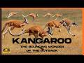 Kangaroo For Kids Kangaroo The Hopping Wonder Of The Australian Outback