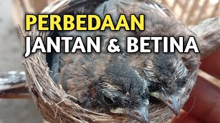 Download lagu Cara membedakan sikatan jawa jantan betina dengan akurat mp3