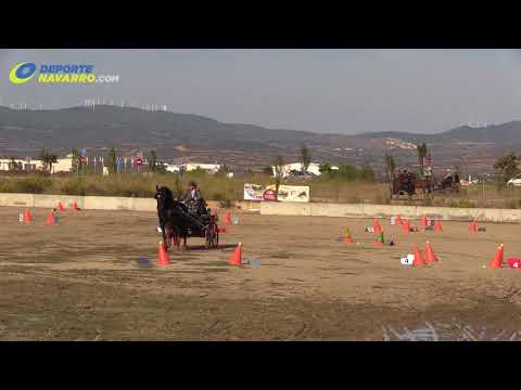 Campeonato navarro de enganches Olite 2017 6