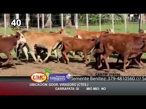 Lote 230 Terneros/as en Virasoro, Corrientes