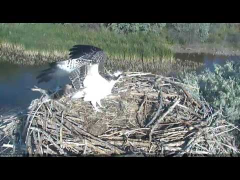 8/26/16 Intruder touches down - fledgling defends nest - Boulder County Osprey Cam