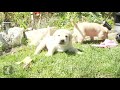 Medeno: Štenci labradora uživaju na suncu (VIDEO)
