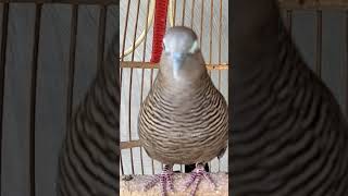 Download lagu Suara burung tekukur sangat khas, 100% otomatis #shorts mp3