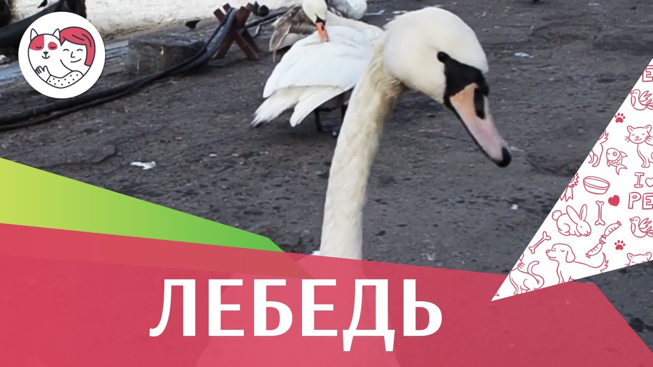 Лебеди Среда обитания на ilikepet