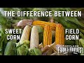 The Difference Between SWEET Corn FIELD Corn Maryland Farm Harvest