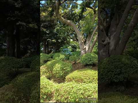 アジサイをいつどのように鉢に植えるか、正しいケアの黄金律