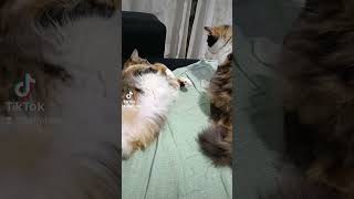 Elas se amam demais!!