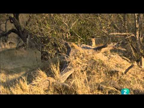 Leopardos de la isla del Arbol Muerto