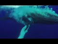 Blue Whale Game What S App Status