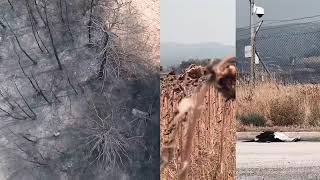 Einminütiges Video aus Evros, wo am achten Tag das Feuer alles in Asche verwandelt