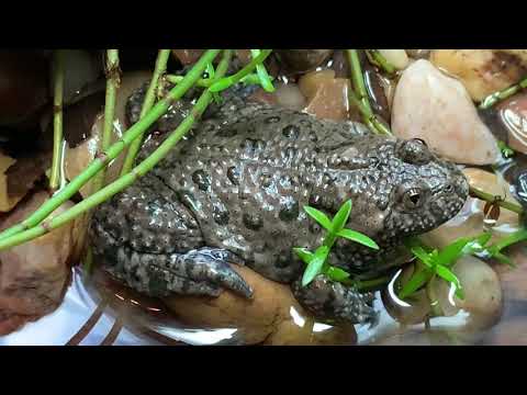 The European fire-bellied toad (Bombina bombina)