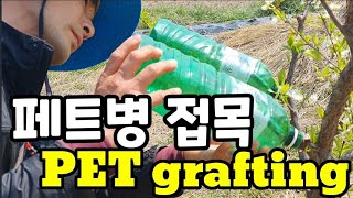 실리콘 접목ㆍ페트병 접목ㆍ화분수 접목 Silicone graftingㆍPET graftingㆍ polleni…