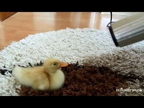 I Are Cute Duckling AWW – Funny Baby Duck Animal